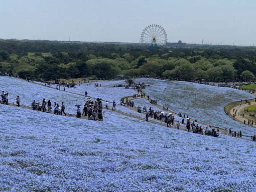 茨城県ひたち海浜公園